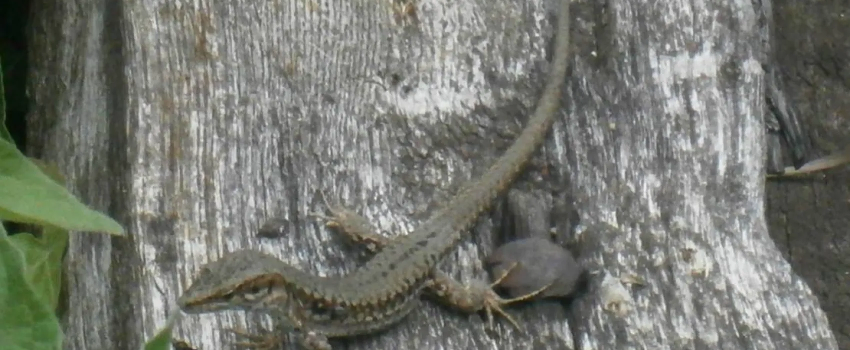 Camping De L'ile Du Rhin