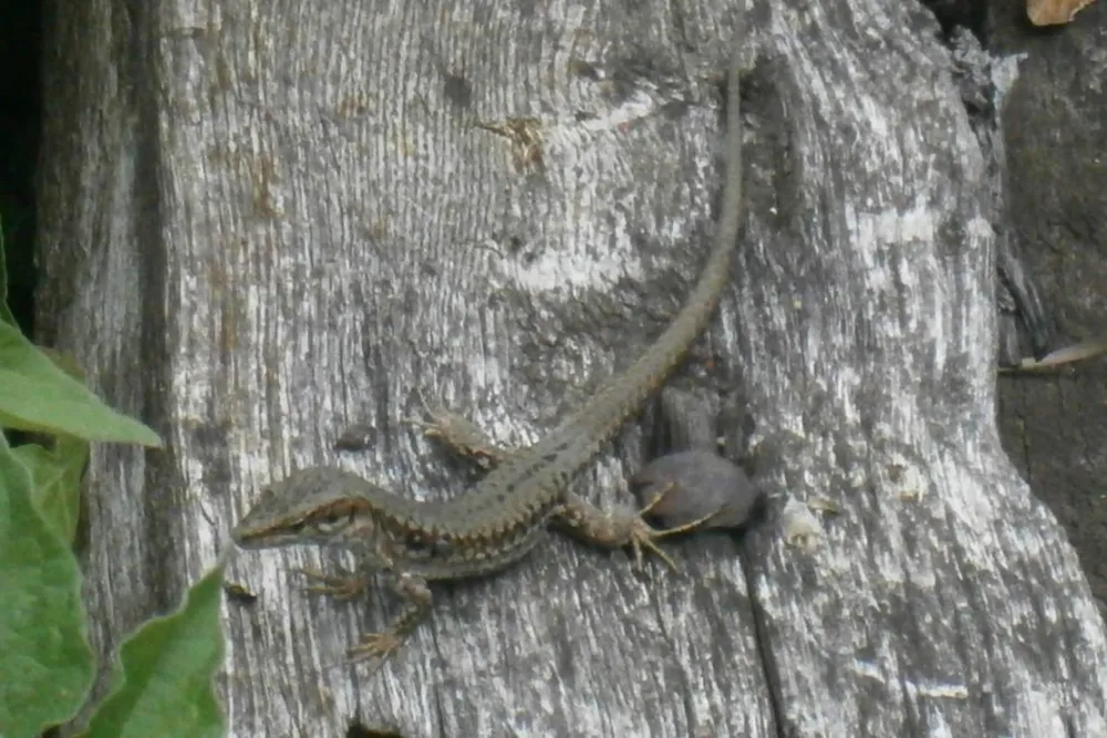 Camping De L'ile Du Rhin