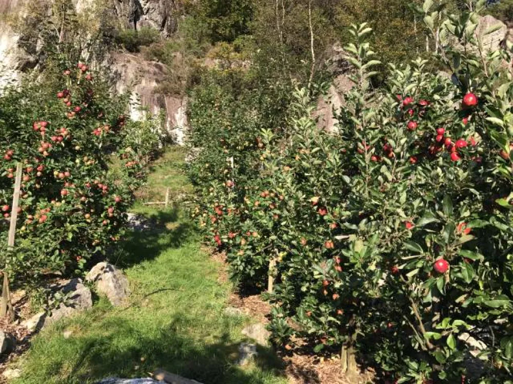 Fossmoen Frukt & Cider