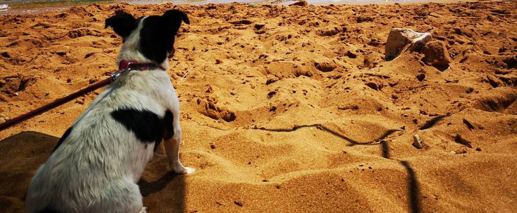 Camping Fico d'India