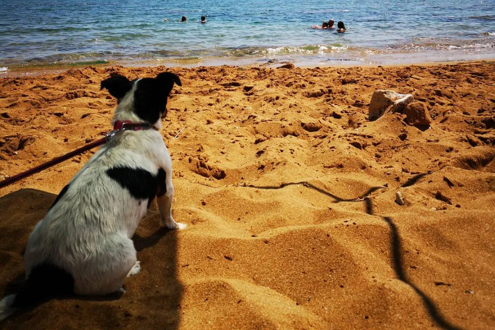 Camping Fico d'India