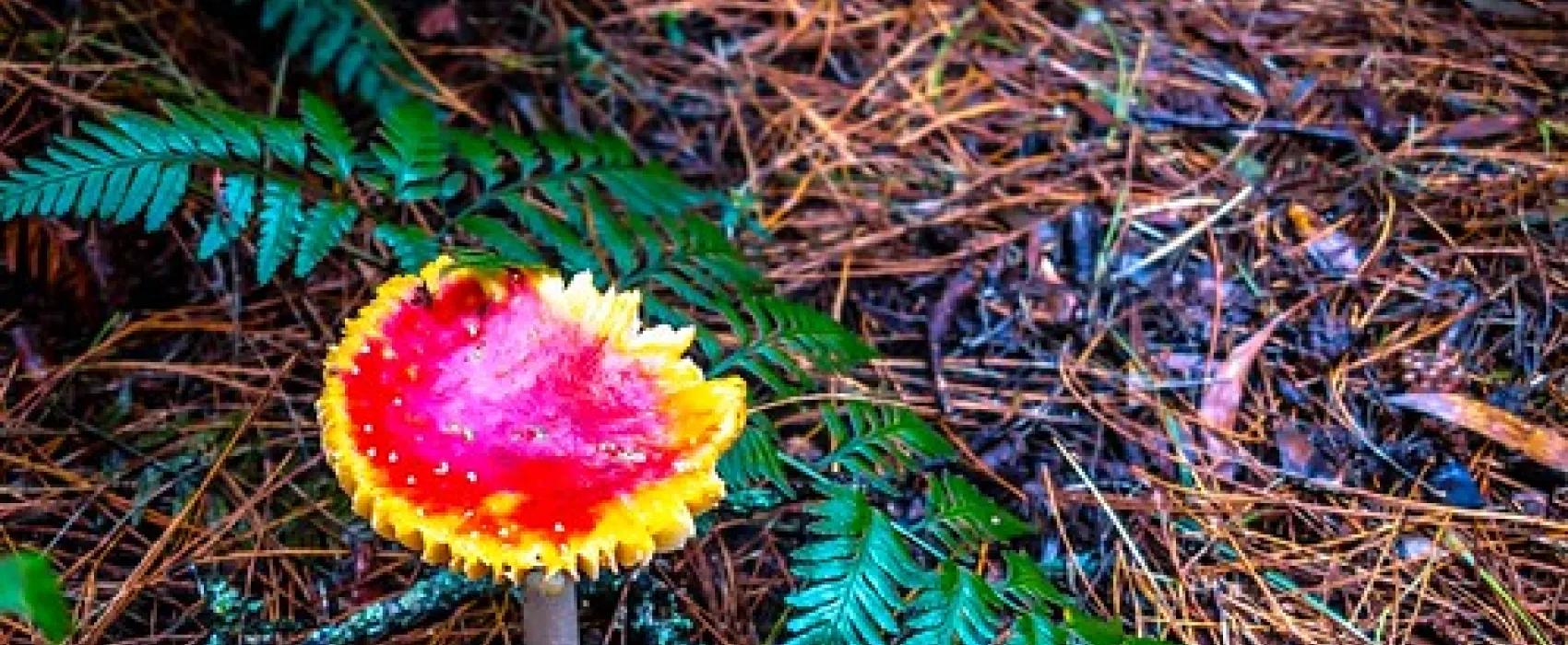 Beauchamp Falls Reserve Campground