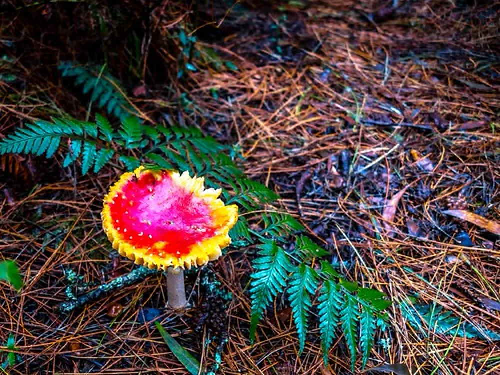 Beauchamp Falls Reserve Campground