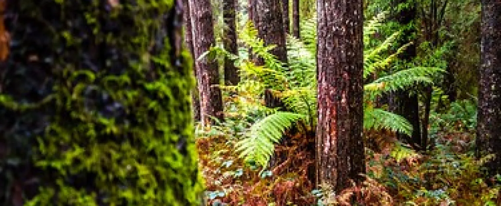 Beauchamp Falls Reserve Campground