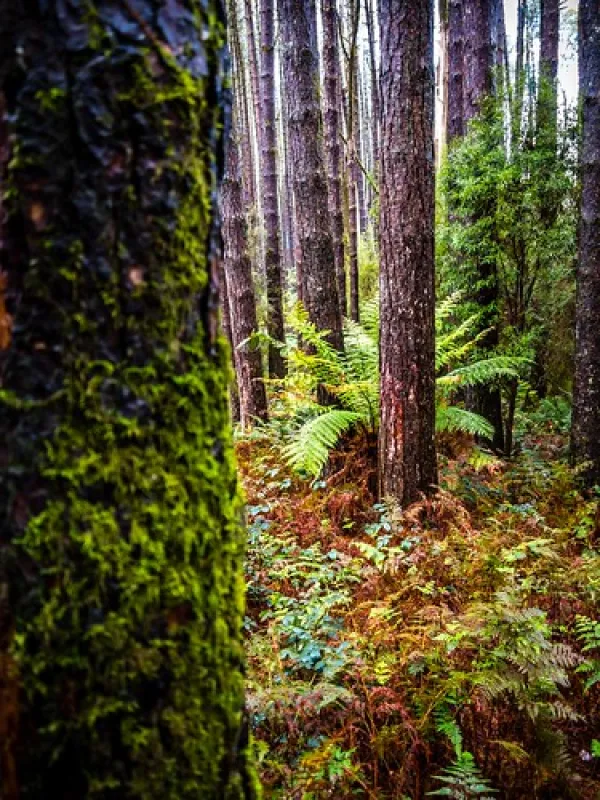 Beauchamp Falls Reserve Campground