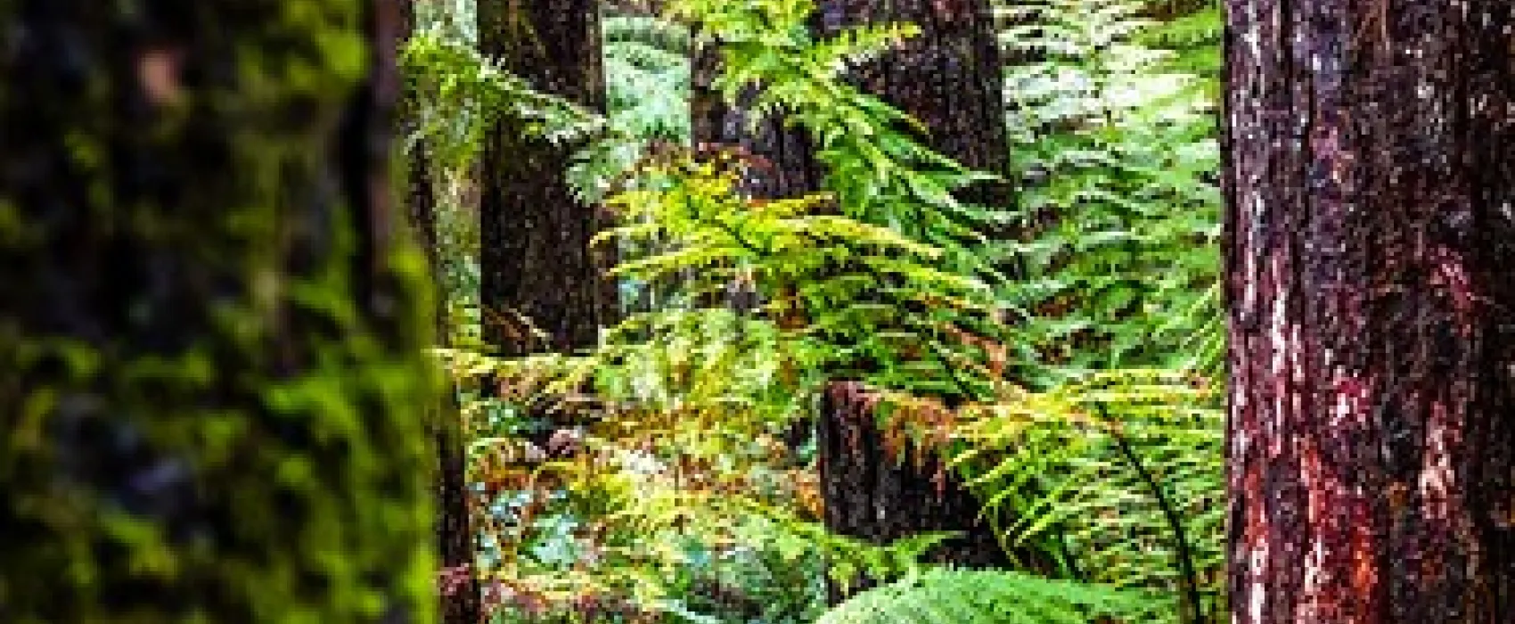 Beauchamp Falls Reserve Campground