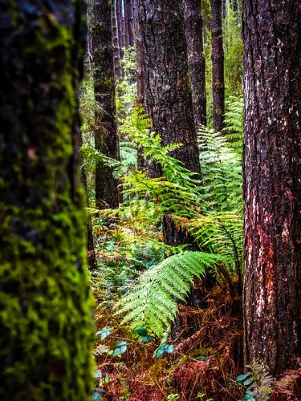 Beauchamp Falls Reserve Campground