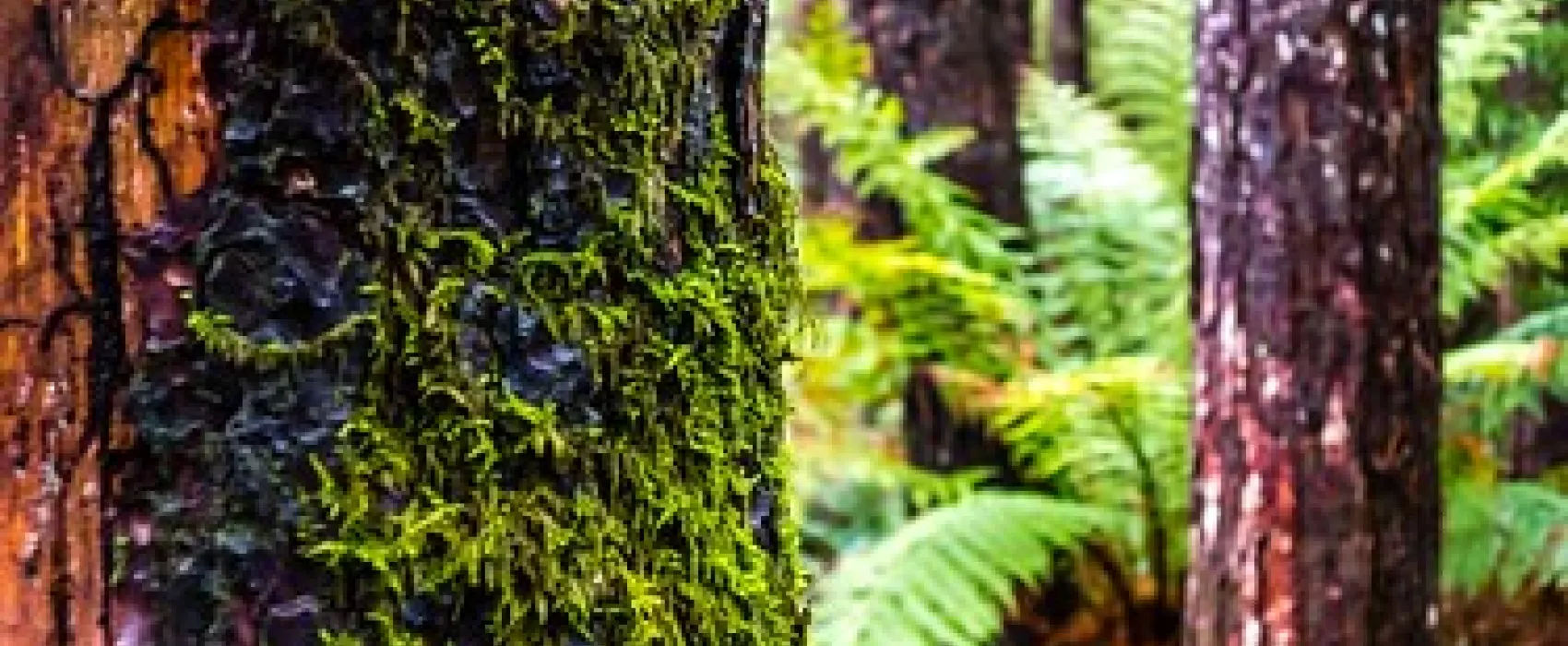 Beauchamp Falls Reserve Campground