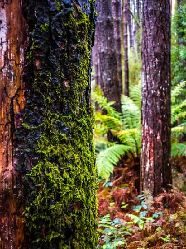 Beauchamp Falls Reserve Campground