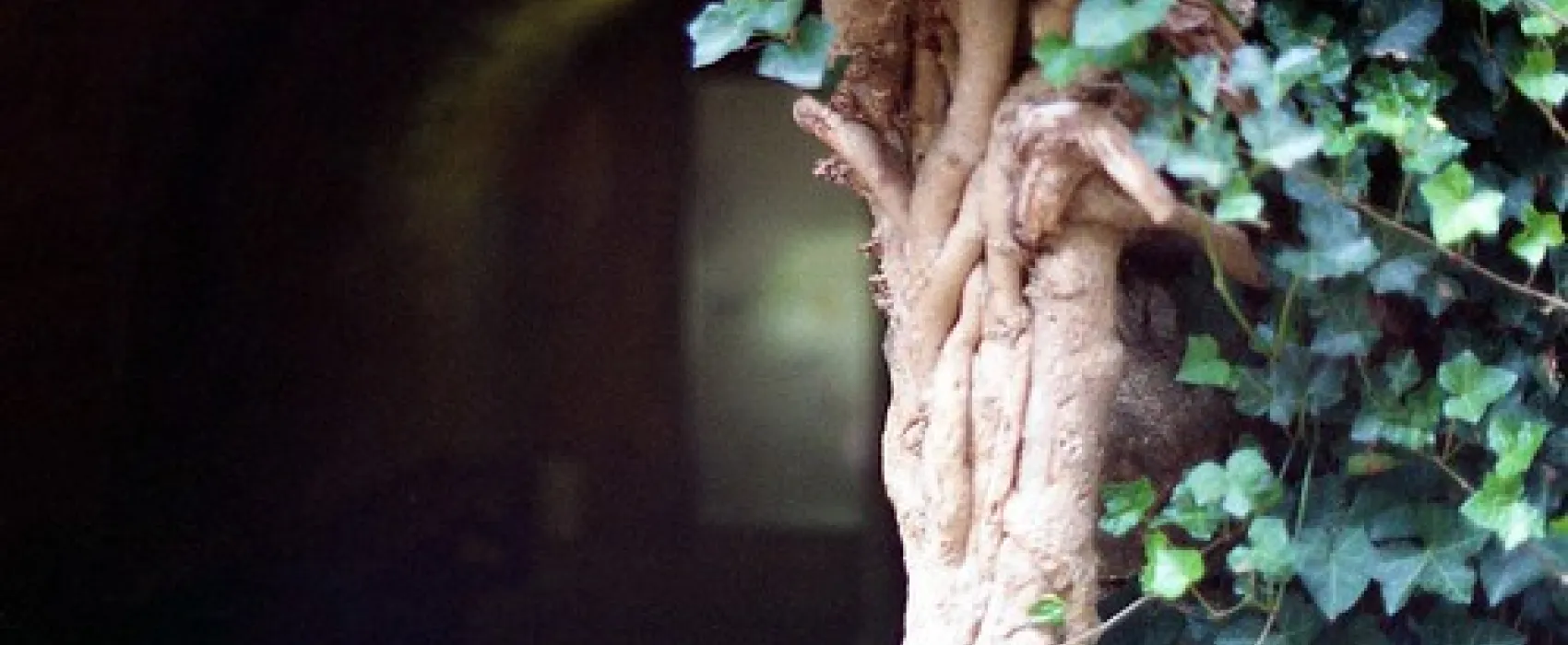 Buchan Caves Campground