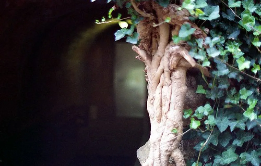 Buchan Caves Campground