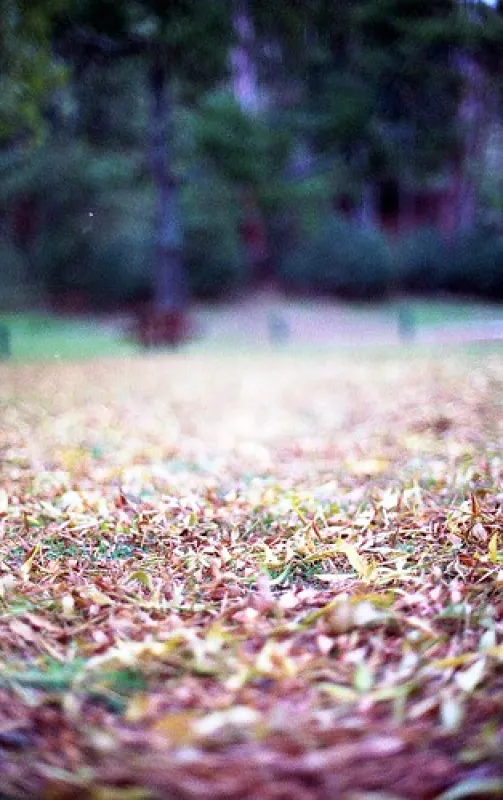 Buchan Caves Campground