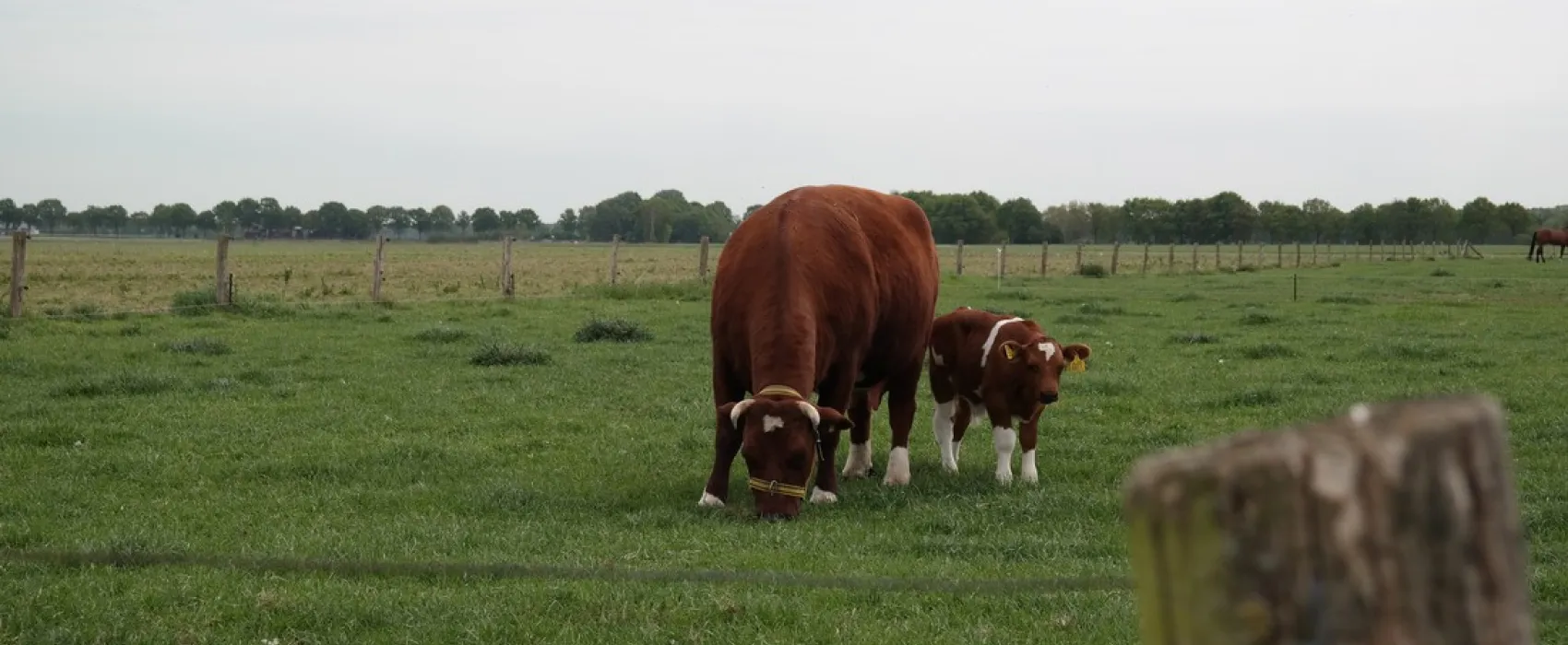 Camping Hoeve de Schaaf