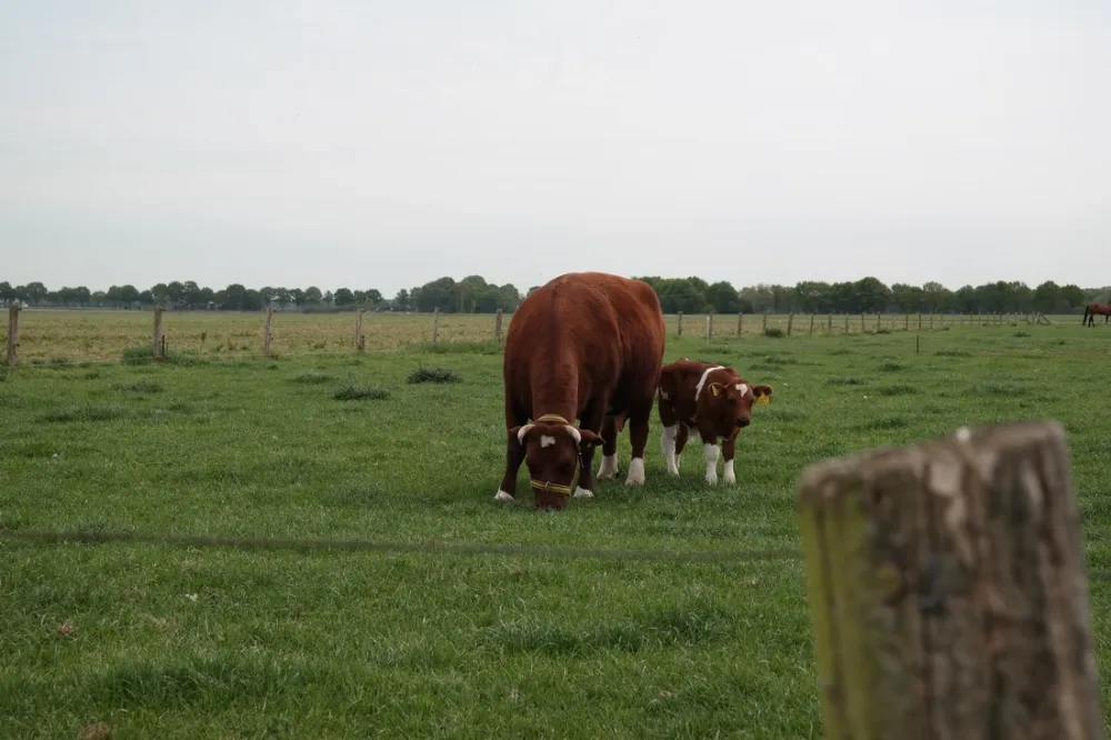 Camping Hoeve de Schaaf