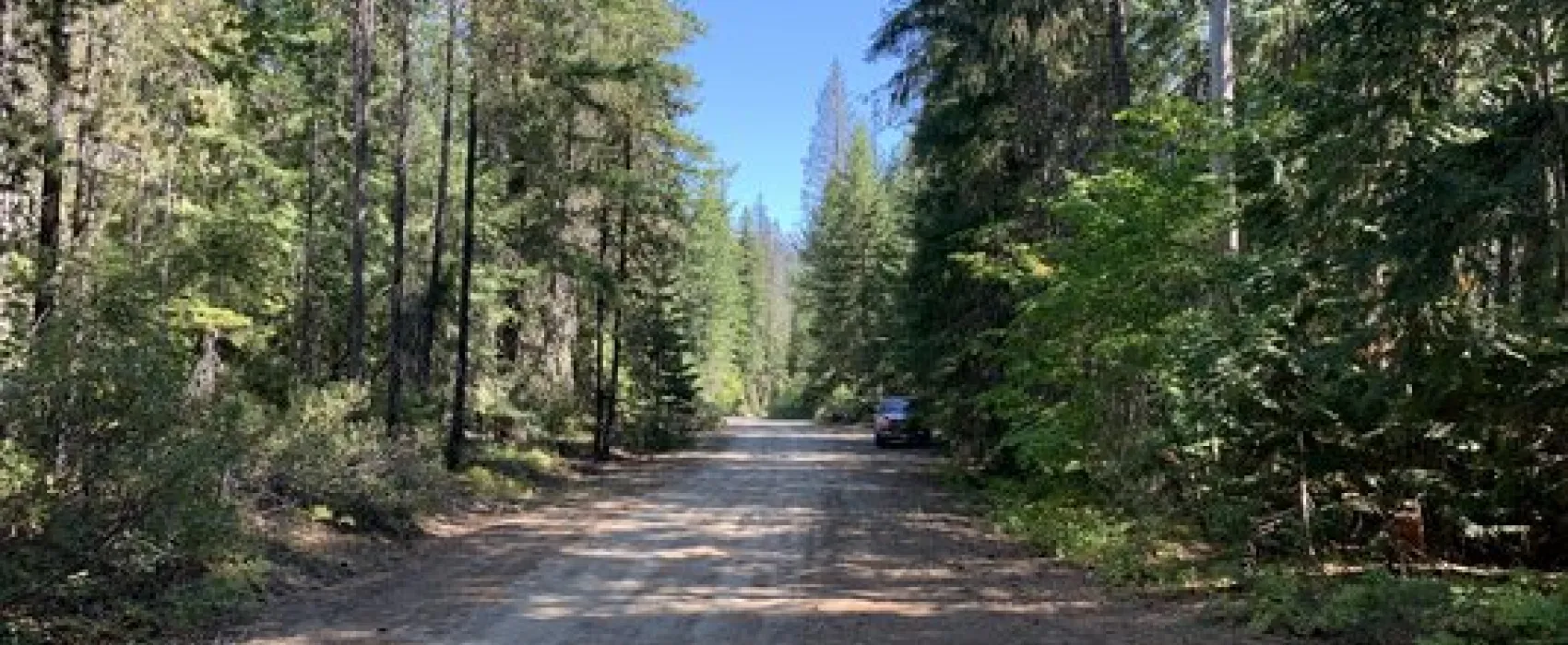 Lower Chiwawa River Road Dispersed Campsites