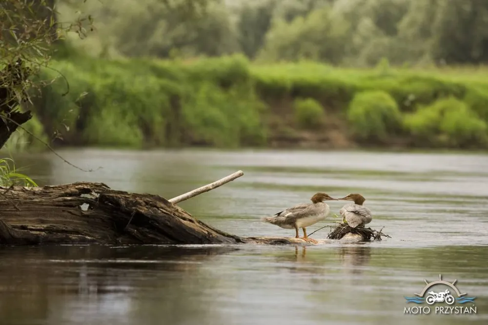 Moto Przystań Camping