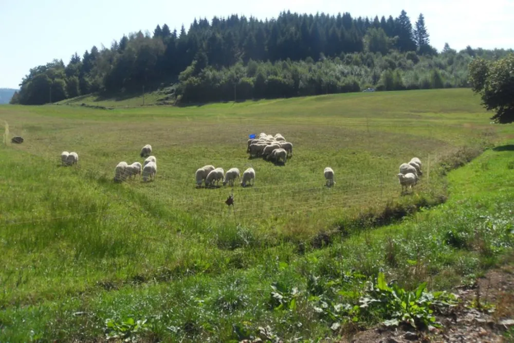 Camping à la ferme Aux Moineaux