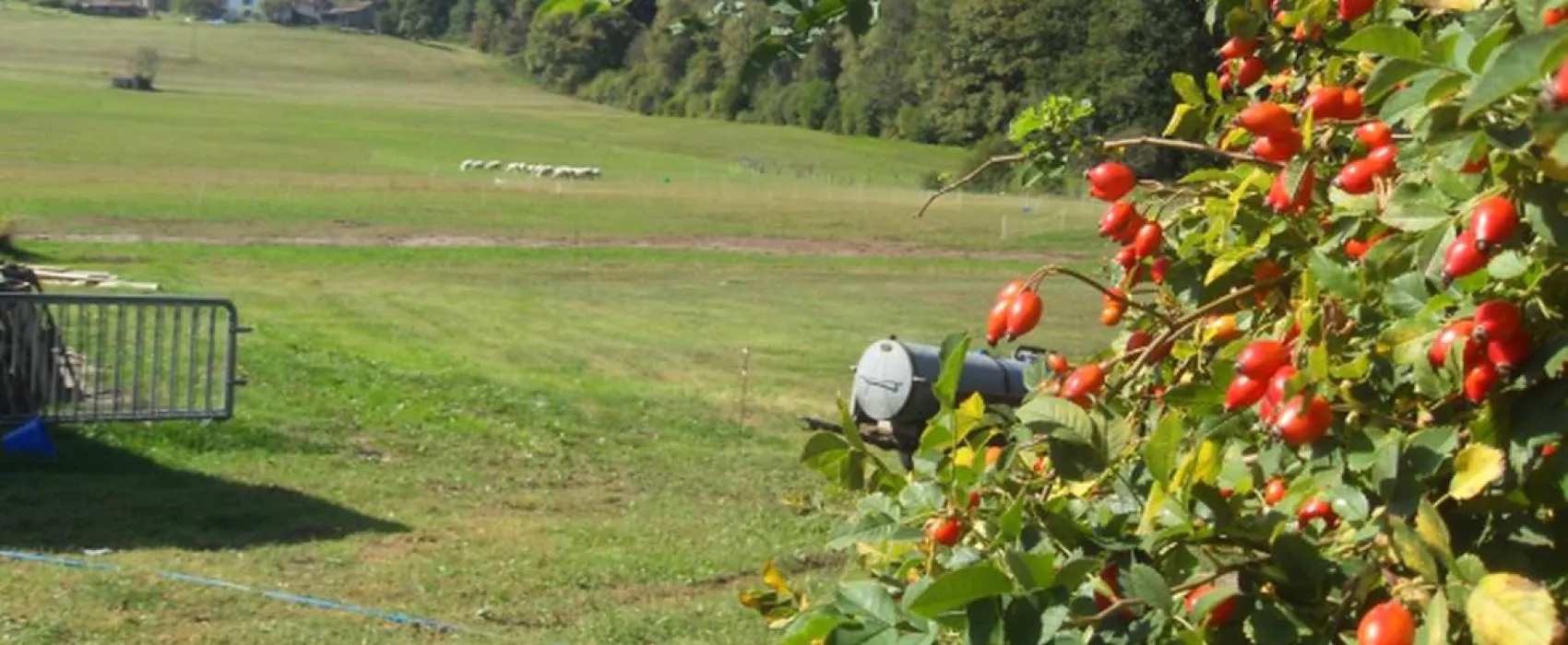 Camping à la ferme Aux Moineaux