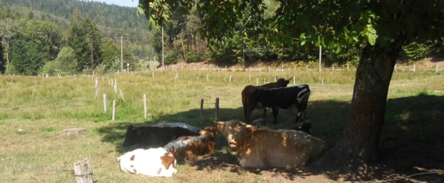 Camping à la ferme Aux Moineaux
