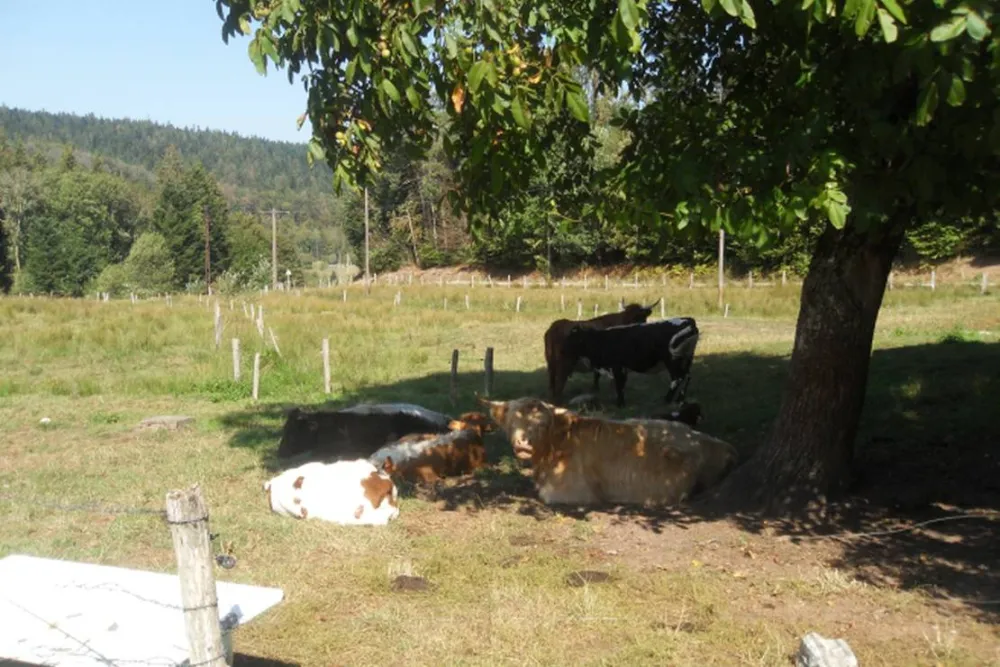 Camping à la ferme Aux Moineaux