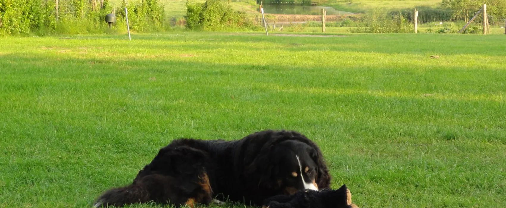 Minicamping Het Zwammetje