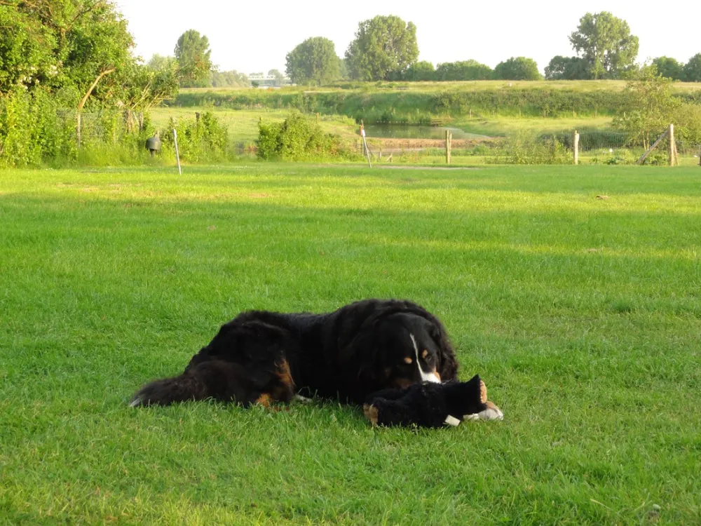 Minicamping Het Zwammetje