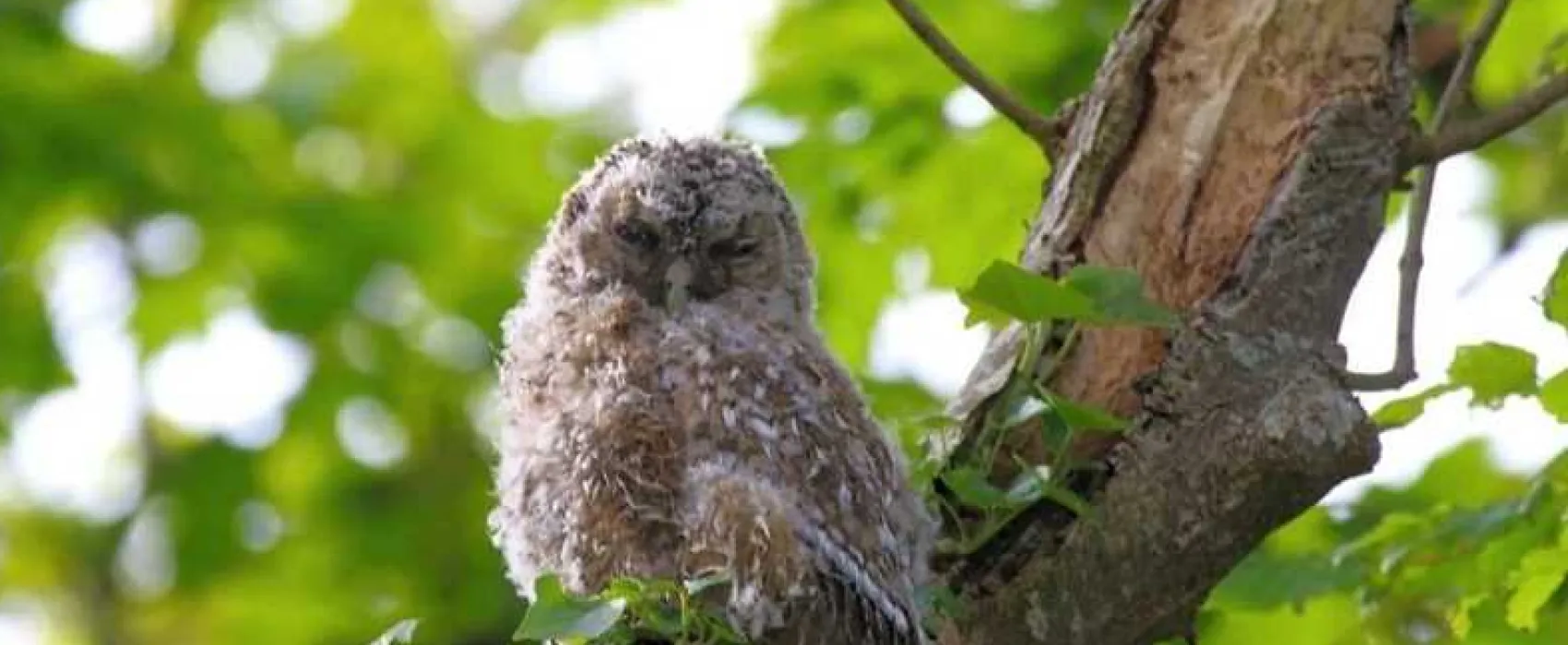The Hide Camping and Glamping