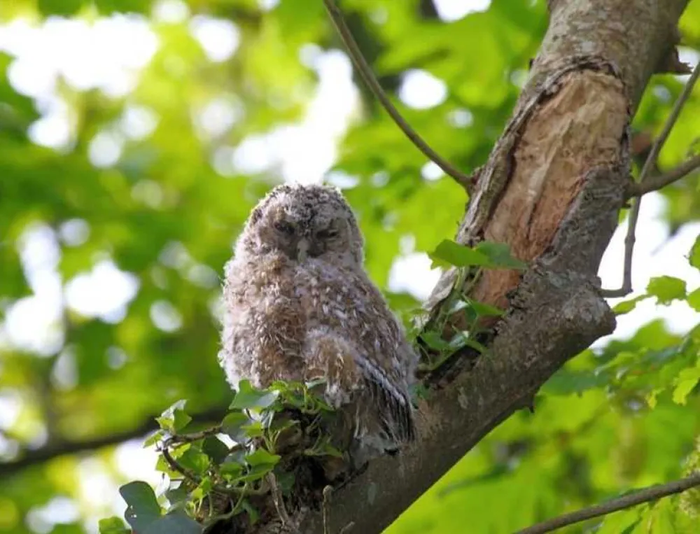 The Hide Camping and Glamping
