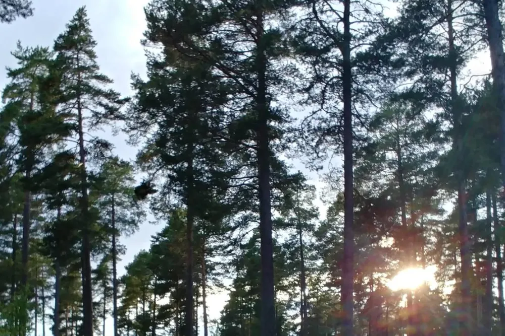 Norra Dellen Familjecamping