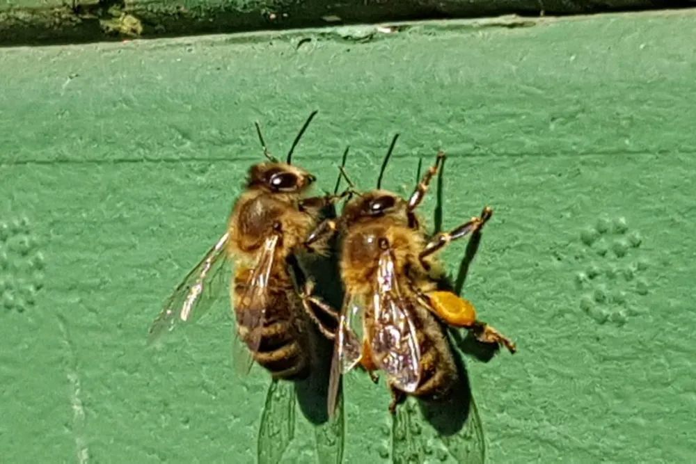 Naturisten FamilienSport- und NaturCamp Sonnensee