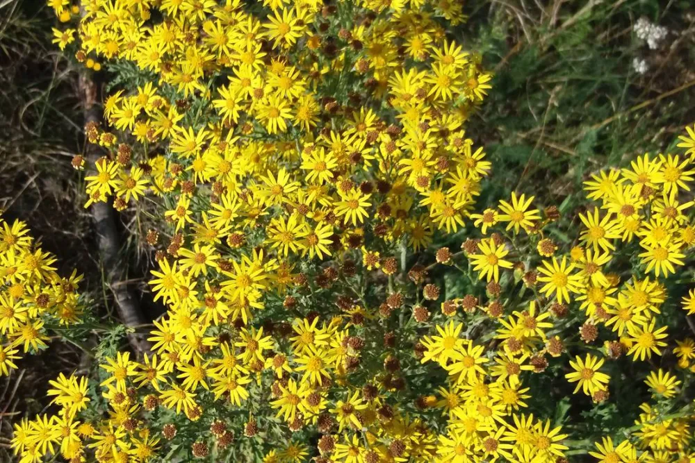 Naturisten FamilienSport- und NaturCamp Sonnensee