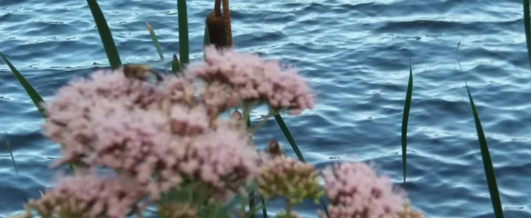 Naturisten FamilienSport- und NaturCamp Sonnensee