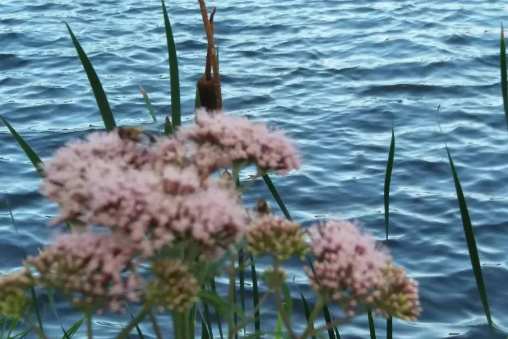 Naturisten FamilienSport- und NaturCamp Sonnensee