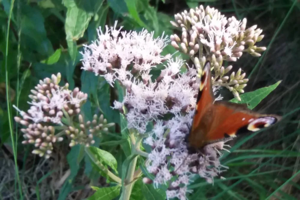 Naturisten FamilienSport- und NaturCamp Sonnensee
