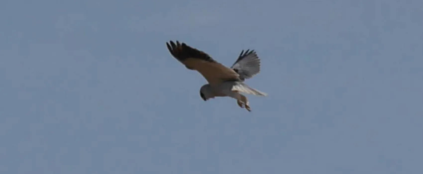 Bubulcus & Bolotas Camping