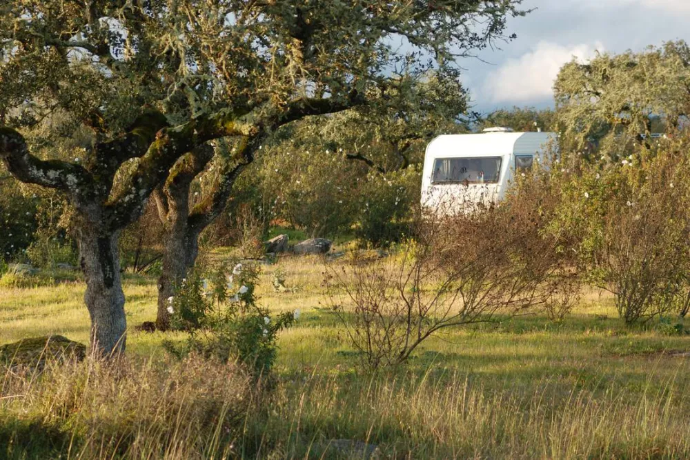 Bubulcus & Bolotas Camping