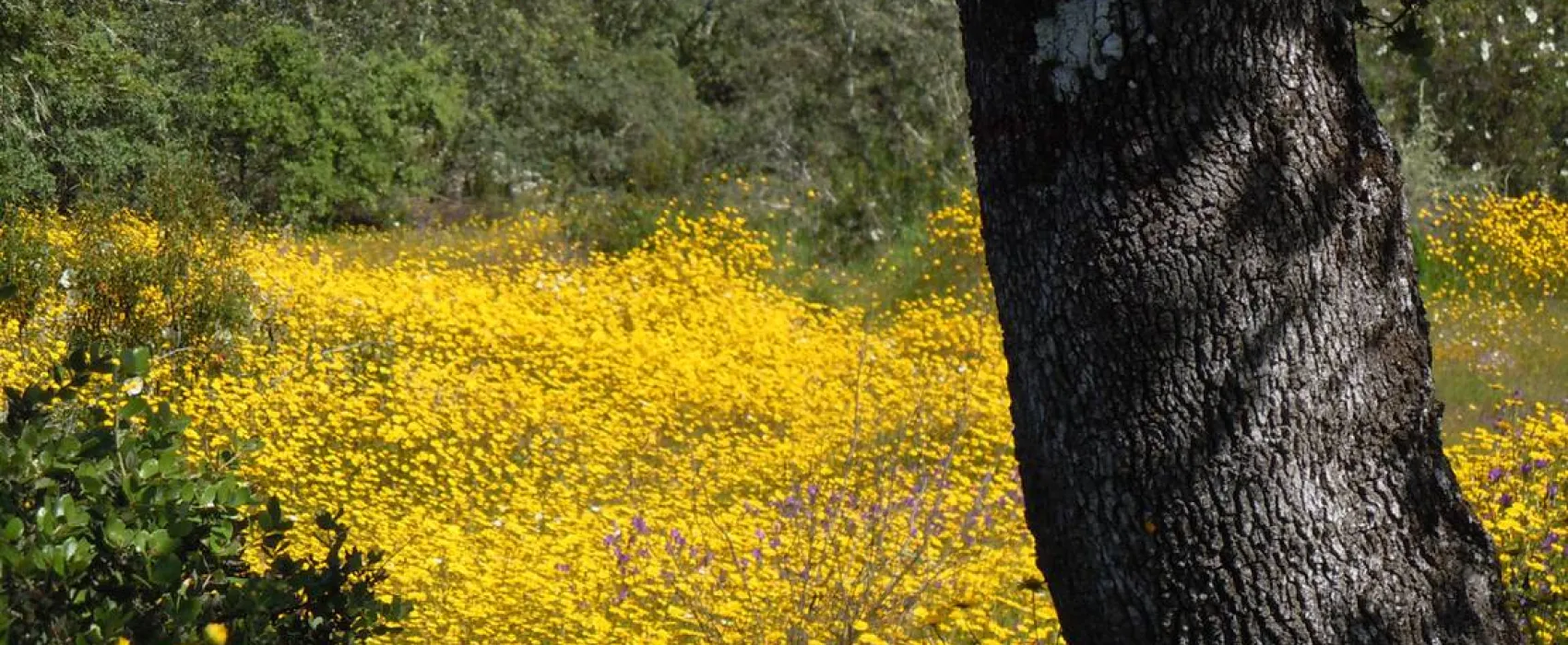 Bubulcus & Bolotas Camping