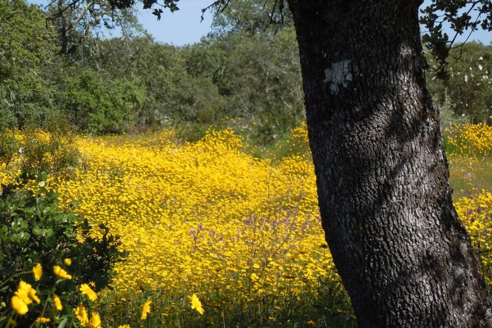 Bubulcus & Bolotas Camping