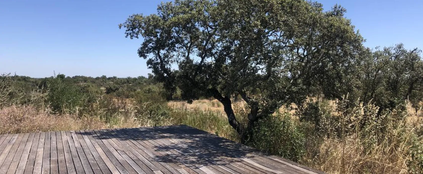 Bubulcus & Bolotas Camping