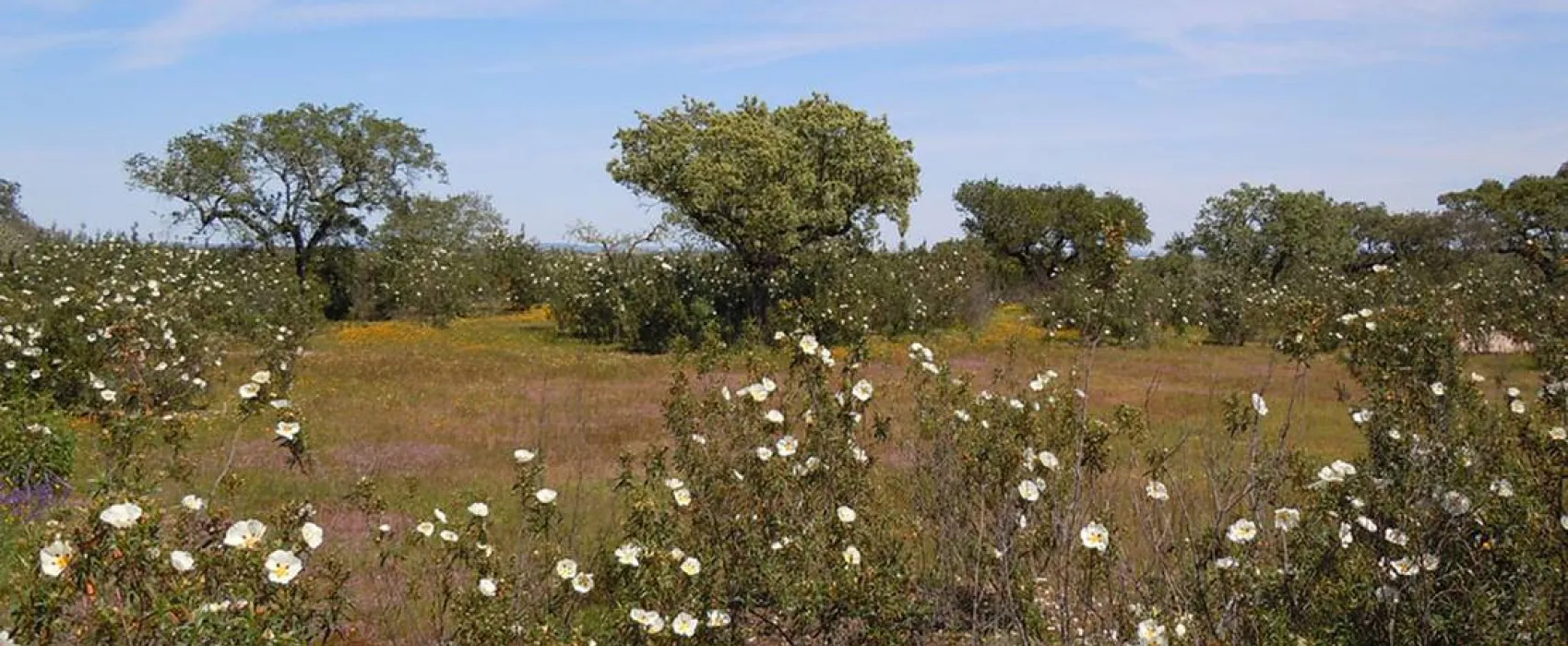 Bubulcus & Bolotas Camping