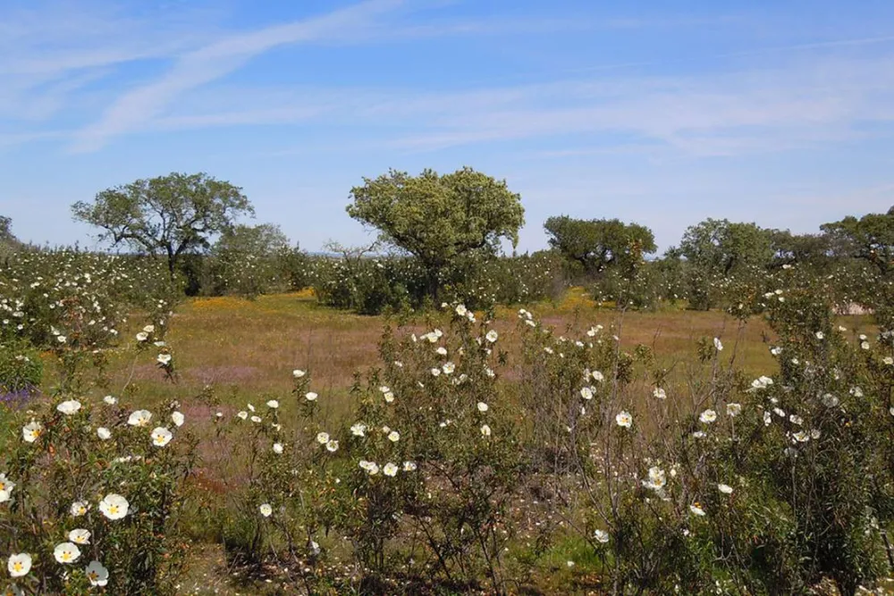 Bubulcus & Bolotas Camping