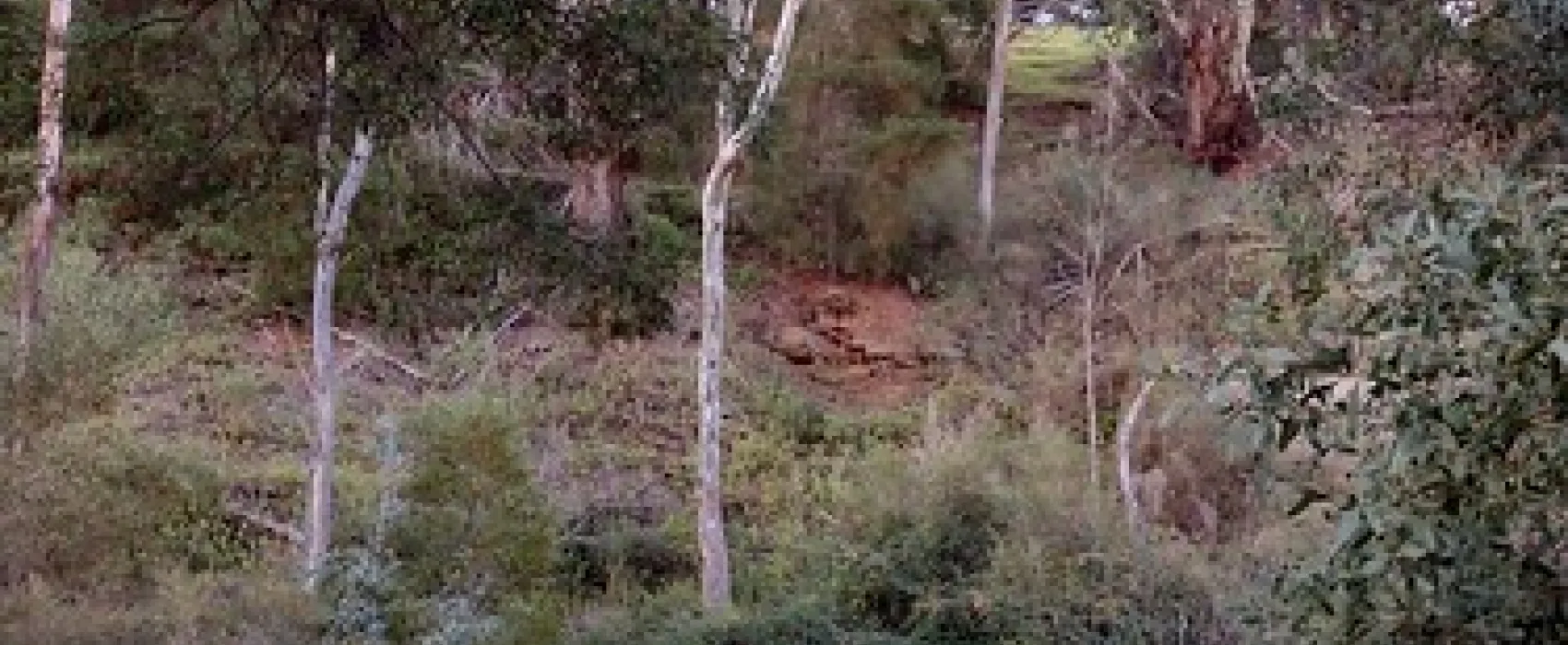 Vaughan Springs Campground