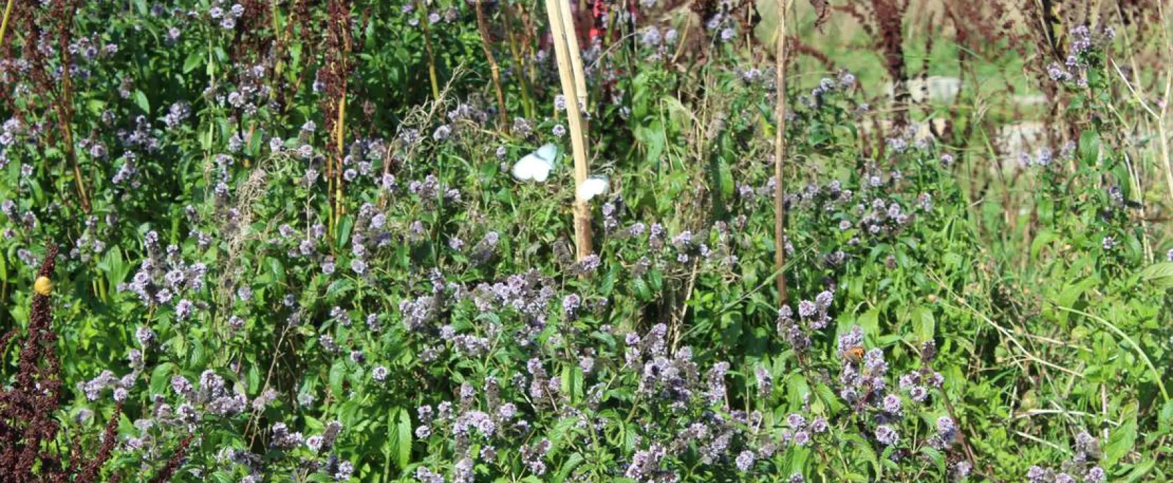 Penhalvean Pottery Campsite