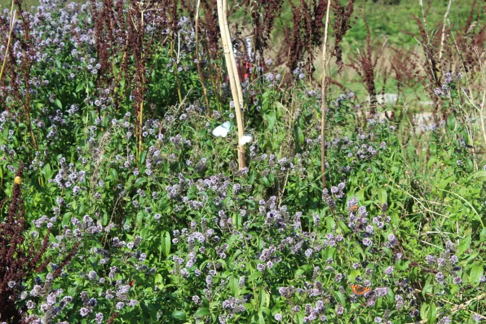 Penhalvean Pottery Campsite