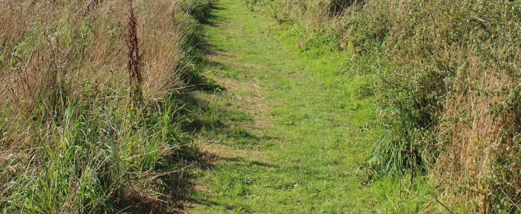 Penhalvean Pottery Campsite