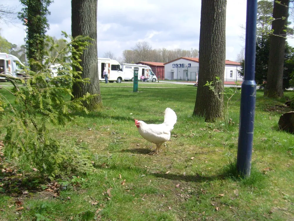 Campotel Bad Rothenfelde