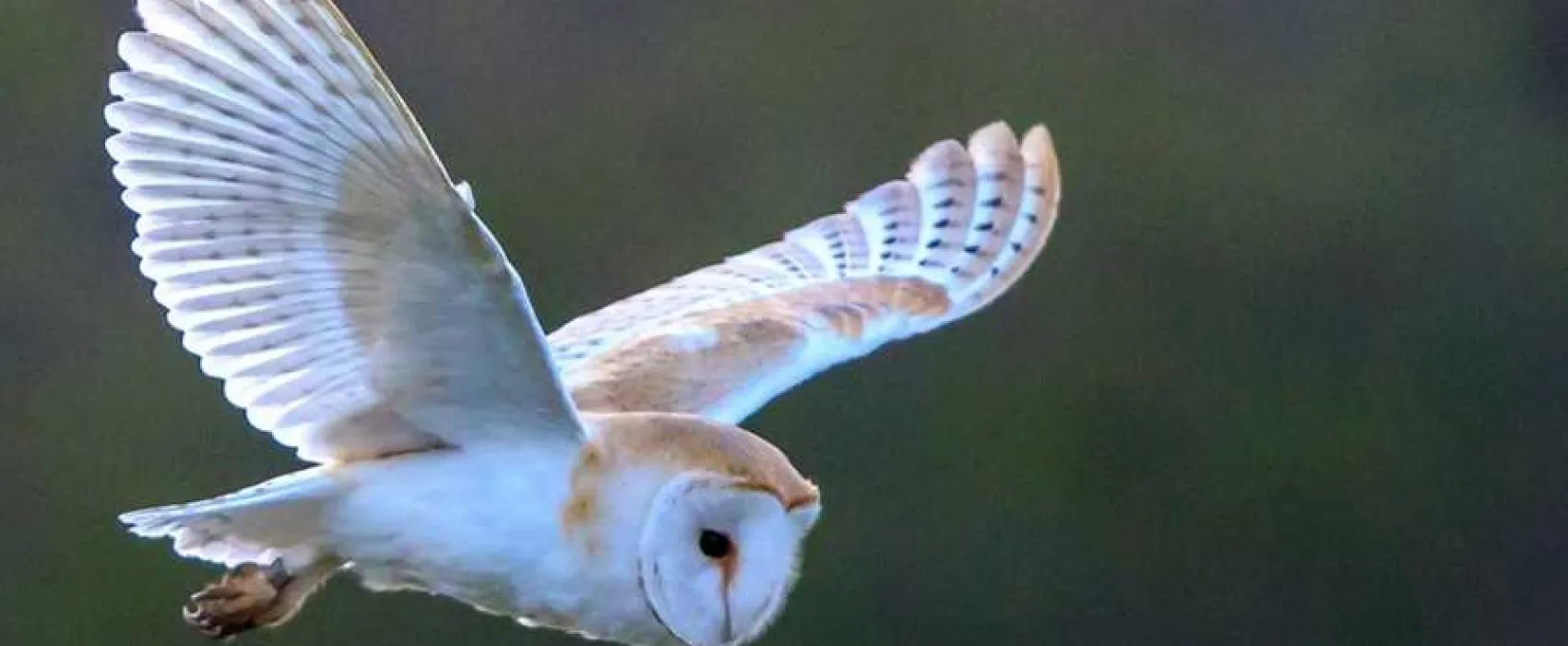 Flamborough Holiday Homes