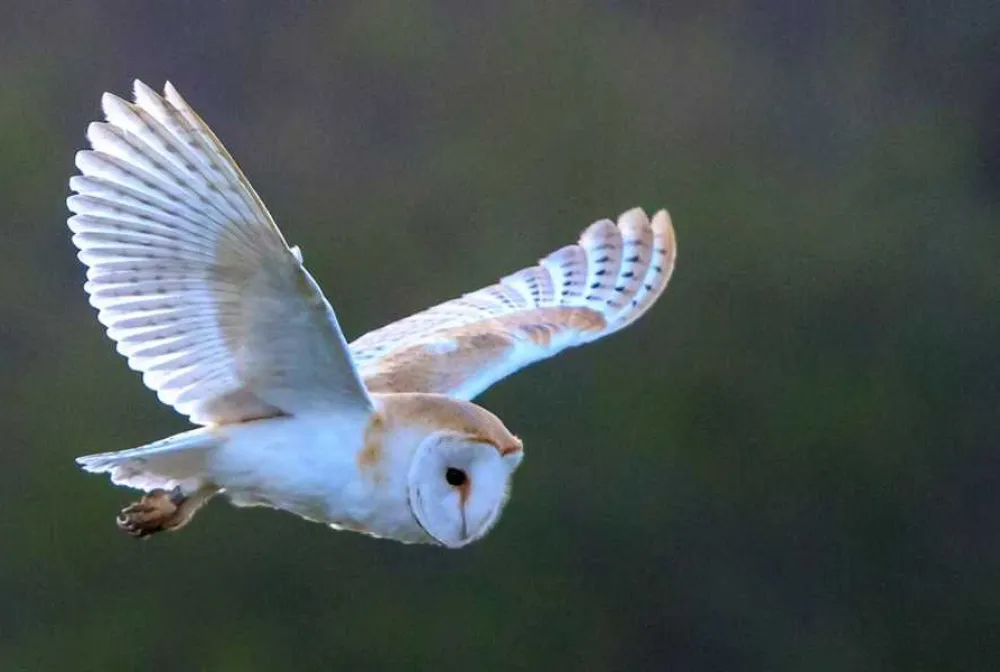 Flamborough Holiday Homes