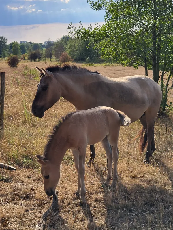 Maashoeve de Bunders