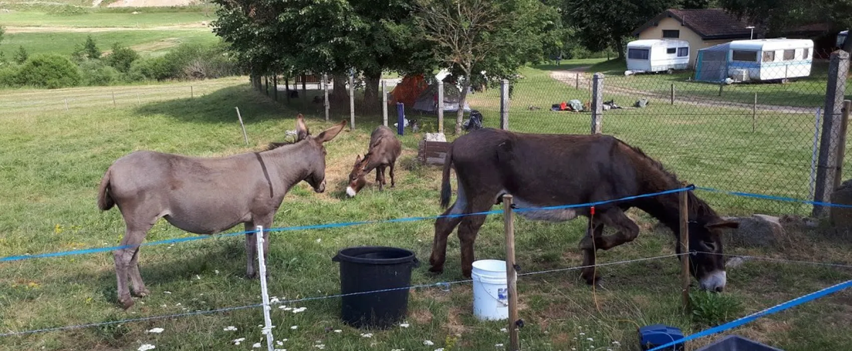 La Cigale de l'Allier